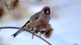 Greyheaded Goldfinch  Седоголовый щегол  Carduelis caniceps [upl. by Chu]