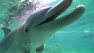 Bottlenose Dolphins Tursiops Truncatus Echolocate On The Camera Then Swim Away [upl. by Eidarb442]