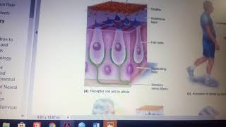 VESTIBULAR APPARATUS physiology made easy part 1 [upl. by Berta508]