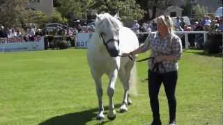 Connemara Pony Show [upl. by Dorren793]