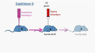 Les propriétés de limmunité spécifiquePartie 1 [upl. by Etireuqram]