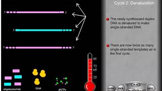 PCR and site directed mutagenesis [upl. by Yemiaj829]