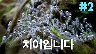 아기 물고기들이 날아오릅니다  본의 아니게 시작된 라미레지 번식 [upl. by Anauqahs]