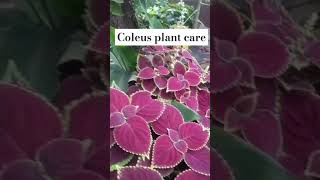 Coleus plant care coleus ki care kaise karecoleus plant variety [upl. by Yesnek]