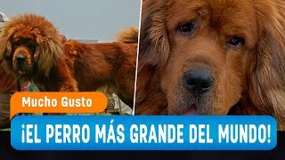 El único perro mastín tibetano en Chile que vale millones de pesos  Mucho Gusto 2020 [upl. by Creedon]