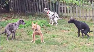 Try Not To Laugh Dogs And Cats 😁  Funniest Animals Video 2023🐧 Ever1 [upl. by Vey637]