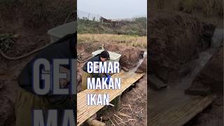 Auto gemar makan ikan videolucu videolucuterbaru funnyshorts shorts funnyvideos [upl. by Akirrehs715]