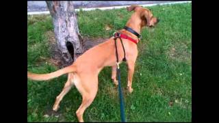 Black mouth cur treeing in New York City NYC [upl. by Attalie]