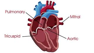 What are heart valves and heart valve disease [upl. by Christmann]