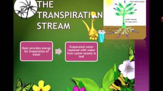 Transpiration IB Biology [upl. by Valeda]