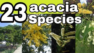 23 species of acacia trees and shrubsnamesacacia varieties [upl. by Dredi]