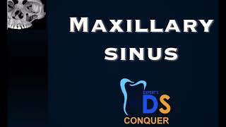 Maxillary sinus anatomy [upl. by Letta446]