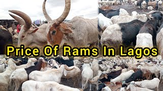 Price Of Ram In Lagos 2024  Ram market in Lagos [upl. by Oniskey]