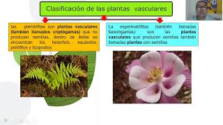 CLASIFICACIÓN DE LAS PLANTAS VASCULARES [upl. by Atiker267]