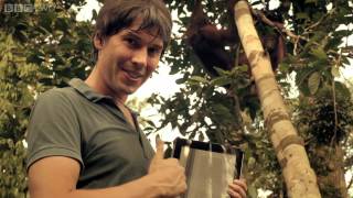 The orangutan DNA code  Wonders of Life  Episode 1 Preview  BBC Two [upl. by Ellata]