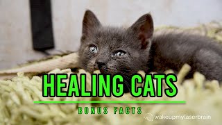 Happy Cat Purring  Healing Power Vibrations  Relieve Anxiety  Relaxing  Deep Sleep  Bonus Facts [upl. by Normi473]