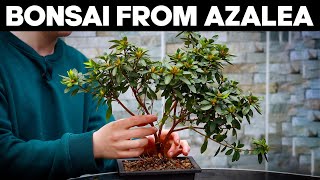 How to Make Bonsai from Azalea🌸EASY [upl. by Rabbi]