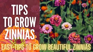 5 Tips To Grow AMAZING Zinnias 🌸🌸🌸  How To Grow Zinnias  Cut Flower Garden [upl. by Busch340]