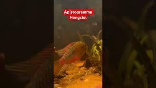 Apistogramma Hongsloi apistogramma dwarfcichlid fishtanktour fish communitytank fish [upl. by Compte]