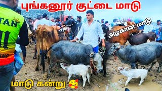 🥰புங்கனூர் குட்டை மாடு 🐄 மாடு கன்று 🥰 விற்பனை இன்று சந்தையில் tn24sakthivlogs [upl. by Strang]