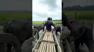 How farmers use buffaloes in village  shorts Buffalo [upl. by Schreck21]