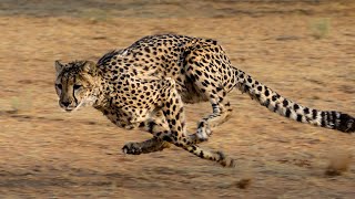 cheetah running full speed [upl. by Bender]