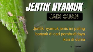 nyamuk chironomus adalah nyamuk penghisap nektar bunga [upl. by Avek931]