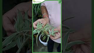 Easy Way to Propagate Spider Plant [upl. by Sehguh]