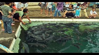 Misteri Ikan Dewa Ikan Keramat Yang Hanya Ada Di Indonesia [upl. by Ferde]