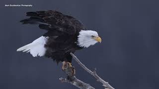 Bald Eagles Haines Alaska [upl. by Aerdnad]