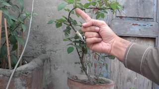 How To Rose Plant Bonsai  Wiring The Plant  Growing Rose From Cutting UrduHindi [upl. by Avitzur]