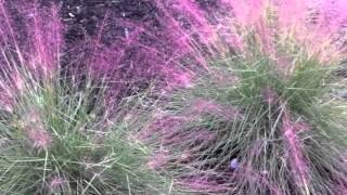 Muhlenbergia capillaris  Pink Muhly Grass [upl. by Venita]