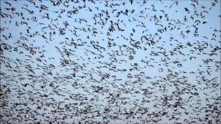 SNOW GOOSE FLOCK FEEDING MOVIEwmv [upl. by Ayana]