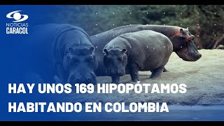 Ministerio de Ambiente anunció plan para el manejo de hipopótamos en Colombia [upl. by Arol]