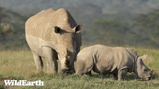 WildEarth  Sunrise Safari  6 April 2024 [upl. by On]