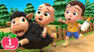 🐑Baa Baa Black Sheep Song  more Newborn Baby Songs amp Nursery Rhymes [upl. by Aihselef]