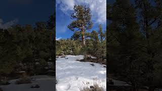 Large Pine Surrounded By Puny Pinyons kennedymeadows sacatar sierranevada nature hiking [upl. by Gram]