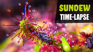 SUNDEW Carnivorous Plant Growing Time Lapse 180 Days [upl. by Hpeosj]