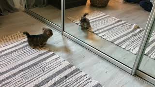 Dexter  YoChon puppy playing with mirror [upl. by Myo]