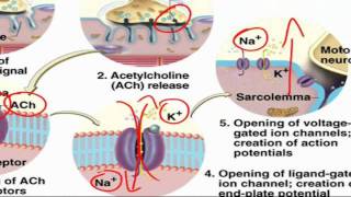 ExcitationContraction Coupling [upl. by Moseley]