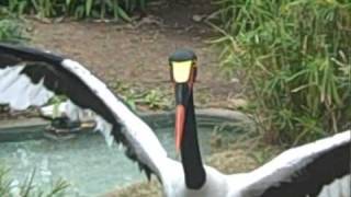 Lily the Saddle Billed Stork [upl. by Eetsud464]