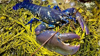 Coastal Foraging at Night  HUGE LOBSTER cookup Lobster Bisque [upl. by Eytak]