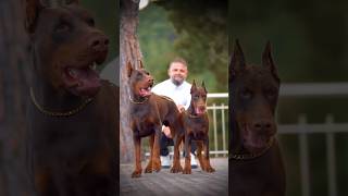 doberman dobermanpinscher puppies dobermanpuppy dogs dogsofinstagram canecorso [upl. by Leoline]