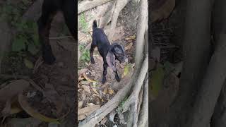 Goats eat leaves goat funny animals cute doglover cow farming nature labrador pets [upl. by Hotchkiss181]