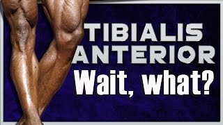 Tibialis Anterior Workout  Home  No Gym Needed [upl. by Bornstein545]