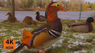 Ce fut la dernière fois que nous avons vu le Canard Mandarin  Aventure Oiseaux Nature 4K [upl. by Frasier840]