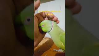 A mummy sound parrottalking parrotlover shorts viral [upl. by Gilbertine]