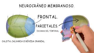 16 DESARROLLO DE LA CABEZA Neurocráneo membranoso [upl. by Coyle]