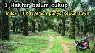 1 Hektar mana cukup ini titik aman punya kebun sawit [upl. by Esiuqcaj847]