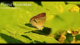 The Purple Hairstreak butterfly [upl. by Roye28]